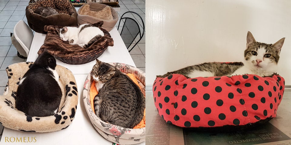 Soins apportés aux chats errants dans un refuge à Rome, Torre Argentina Soins apportés aux chats errants dans un refuge à Rome, Torre Argentina