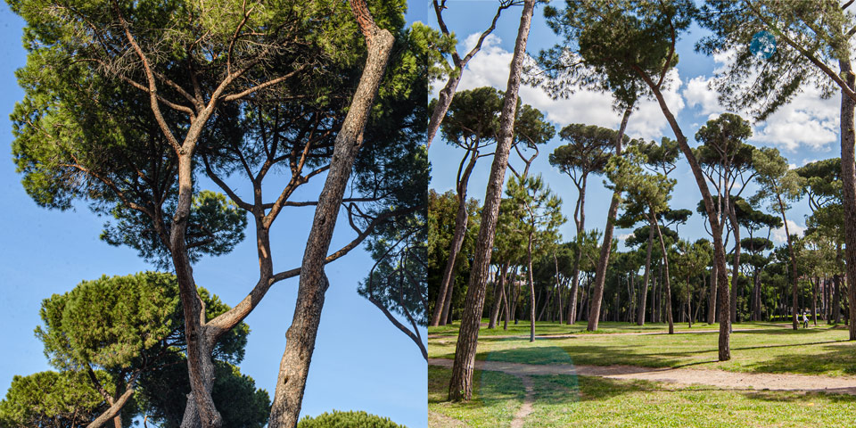 Gros plan sur des pins parasols à Rome