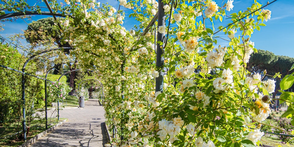 Haie de roses blanches dans le jardin de Rome
