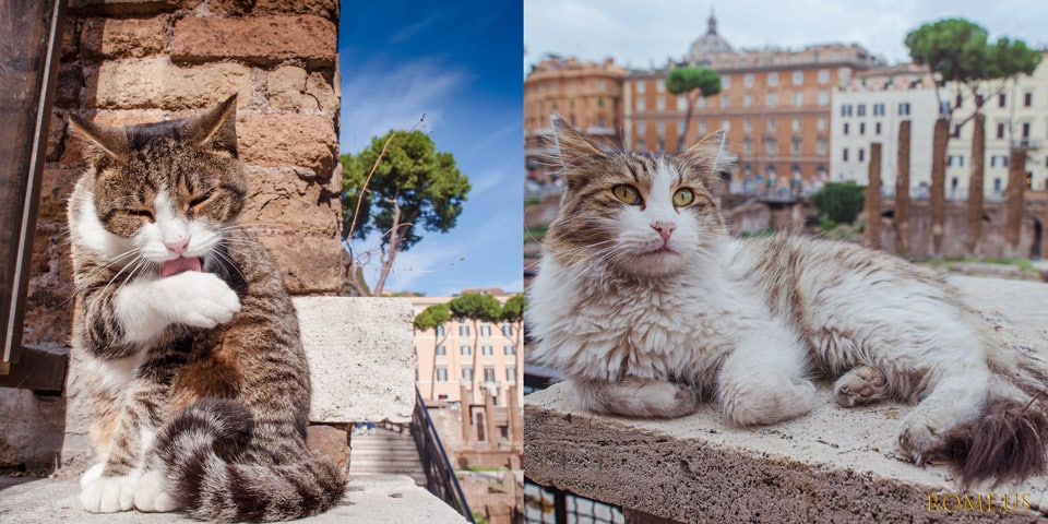 Chats errants à Rome à Torre Argentina Chats errants à Rome à Torre Argentina