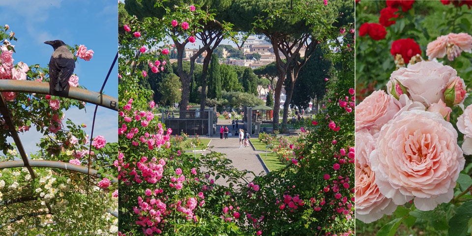 Idées d’inspiration pour des photos dans la roseraie de Rome