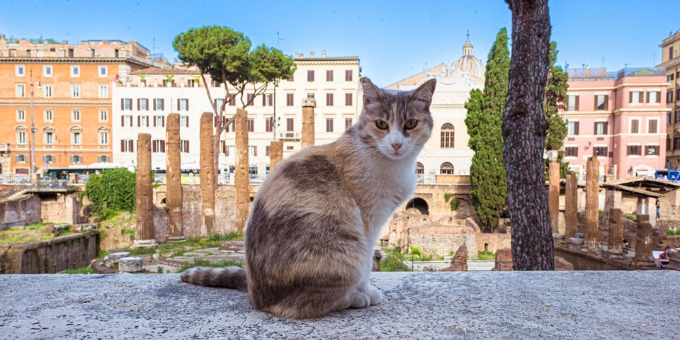 Ruines du sanctuaire des chats de Rome au Largo di Torre Argentina