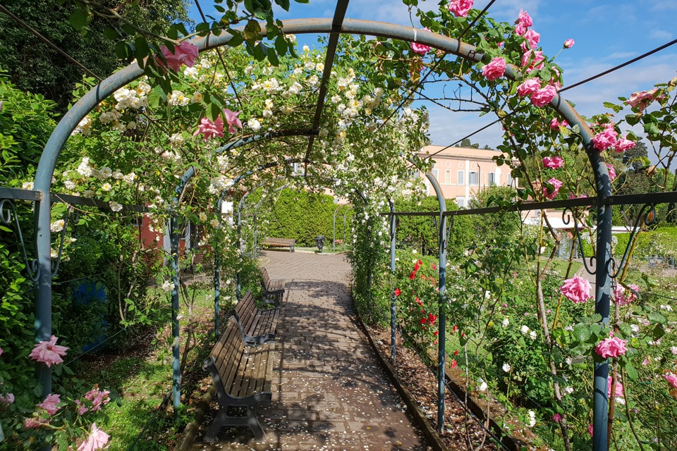 Treillages de roses dans le Roseto Comunale sur l’Aventin