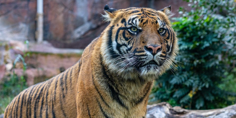 Tigre du zoo de Rome à la Villa Borghese