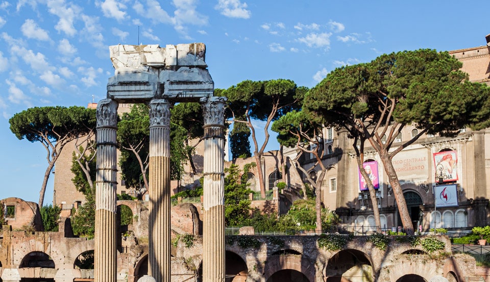 Pins parasols dans le Forum de César à Rome
