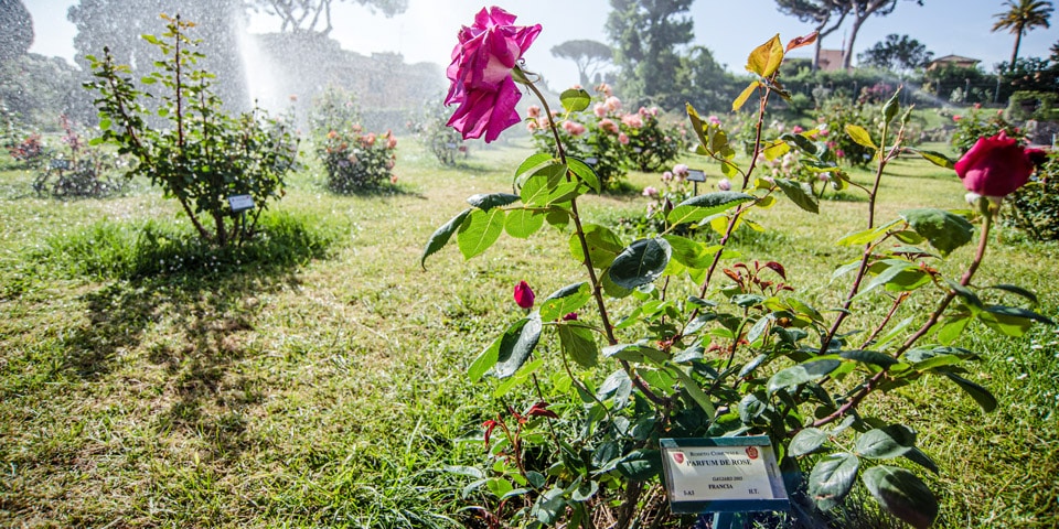 Fleur étiquetée avec son nom botanique et son origine dans la roseraie de Rome