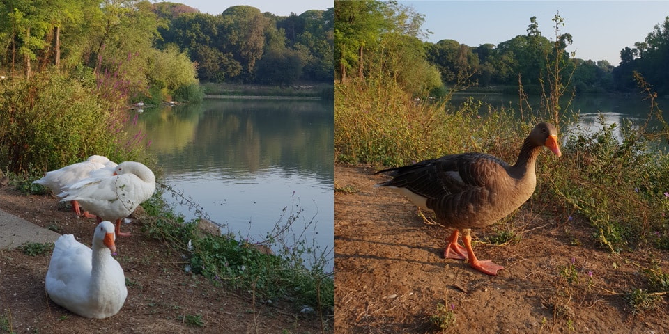 Oies blanches et grises près du lac dans la Villa Doria Pamphilj