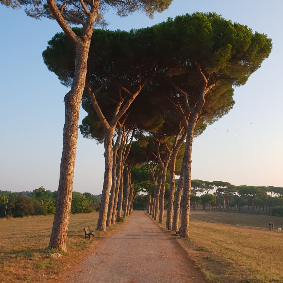 Allée de pins parasols près de l’entrée de la Via Vitellia dans la Villa Doria Pamphilj