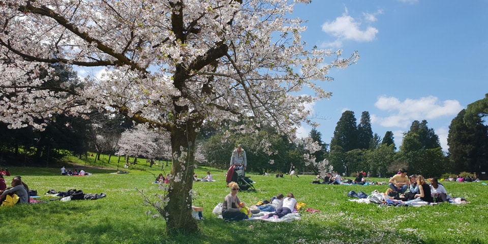 Fleurs blanches d’un cerisier d’ornement au-dessus de personnes pique-niquant dans la Villa Doria Pamphilj en avril